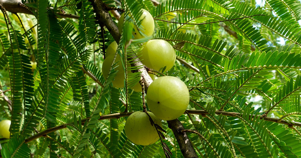 Amalaki Fruits Have Many Health Advantages