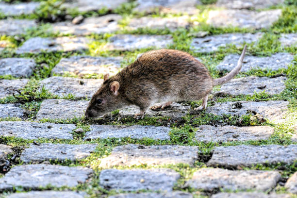 Mice Control Surrey