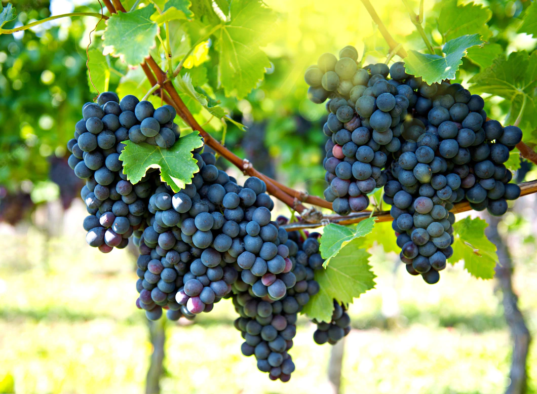Grapes Nutrient Value And Benefits